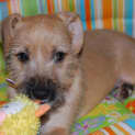 Photo of Ruby