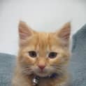 Photo of Piklet