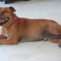Photo of Guss