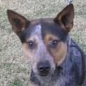 Photo of Ozzie