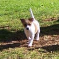 Photo of Tizzer Adopted