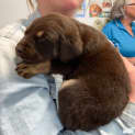 Photo of Fizz