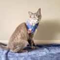 Photo of Samson