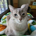 Photo of Samson