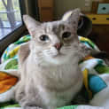 Photo of Samson