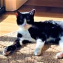 Photo of Alfie   Located In Clifton Hill