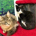 Photo of Alfie   Located In Clifton Hill