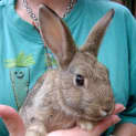 Photo of Binky   On Hold