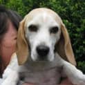 Photo of Penny ***On Trial***