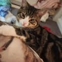 Photo of Strudel