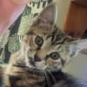 Photo of Jett