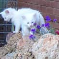 Photo of Snowbelle Adopted