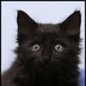 Photo of Pickles