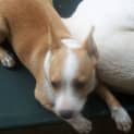 Photo of Jo Jo