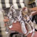 Photo of Kittens