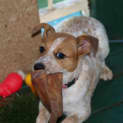 Photo of Bindi