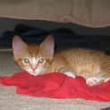 Photo of Flint