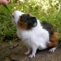 Photo of Daisy
