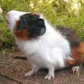 Photo of Daisy