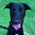 Photo of Scruff
