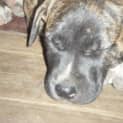 Photo of Marley I Am On Hold