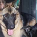 Photo of Mannaloushe ( On Hold Adoption Pending)