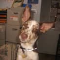 Photo of Akira