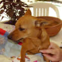 Photo of Ruby