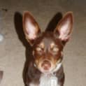 Photo of Bailey