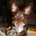 Photo of Bailey