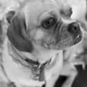Photo of Lucy