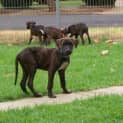 Photo of Sam Adopted