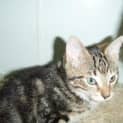 Photo of Kia