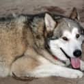 Photo of Navaare & Cheyenne **Urgent Foster Carer Needed**
