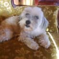 Photo of Ragsy