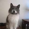 Photo of Sweeney
