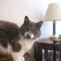 Photo of Sweeney