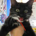 Photo of Sox