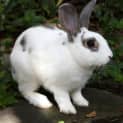 Photo of Jack Rabbit