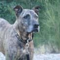 Photo of Bosco