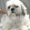 Photo of Tessie