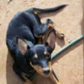 Photo of Raider *Adopted*