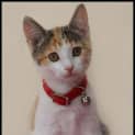 Photo of Rosie