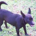 Photo of Pennie