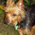 Photo of Shika