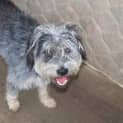 Photo of Shaggy