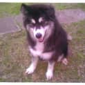 Photo of Chuba