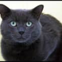 Photo of Zorro