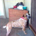 Photo of Cookie