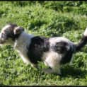 Photo of Turbo